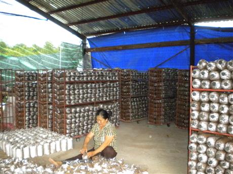 Trồng nấm sạch theo tiêu chuẩn VietGAP